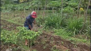 The Process of Tilling Garden Soil Using a Hoe — Agriculture Farming