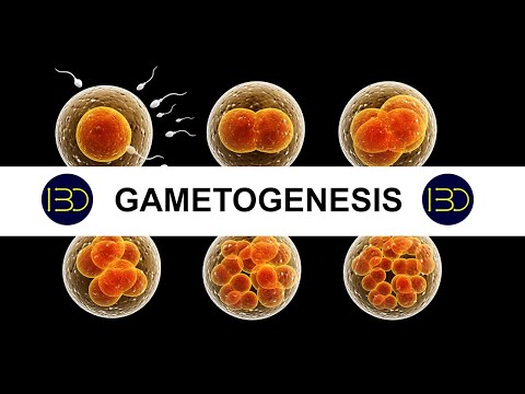 Video: Apakah peranan Gametogenesis?