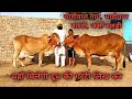 यहाँ दूध की गरंटी लिख कर मिलती है। 10 गाय बिकाऊ। 10 cows for sale. Sahiwal, Jersey, Cross etc.