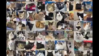 Together, WE can make a difference. 🐾🐾 #cat #passion #spayandneuter #teamwork #love by Furball Farm Cat Sanctuary 1,436 views 3 months ago 1 minute, 30 seconds