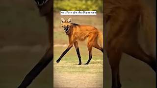 ये Fox भी नहीं… Wolf भी नहीं 😳| Maned Wolf| #animals , #wildlife , #animalfacts