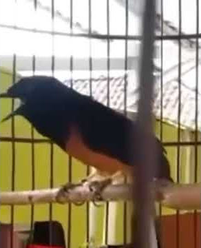 BURUNG MURAI BERSUARA JOKOWI