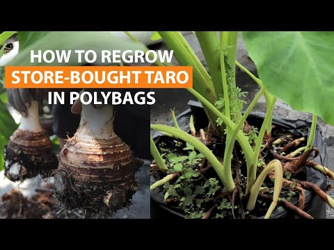 How to regrow store-bought Taro Root in Polybags, from planting to harvest