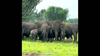 Social bonding shown by the Bush Elephants.#wildlife #discoverychannel #bbcearth #africa #elephant