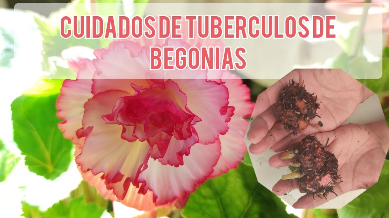 CUIDADOS DE TUBERCULOS DE BEGONIAS