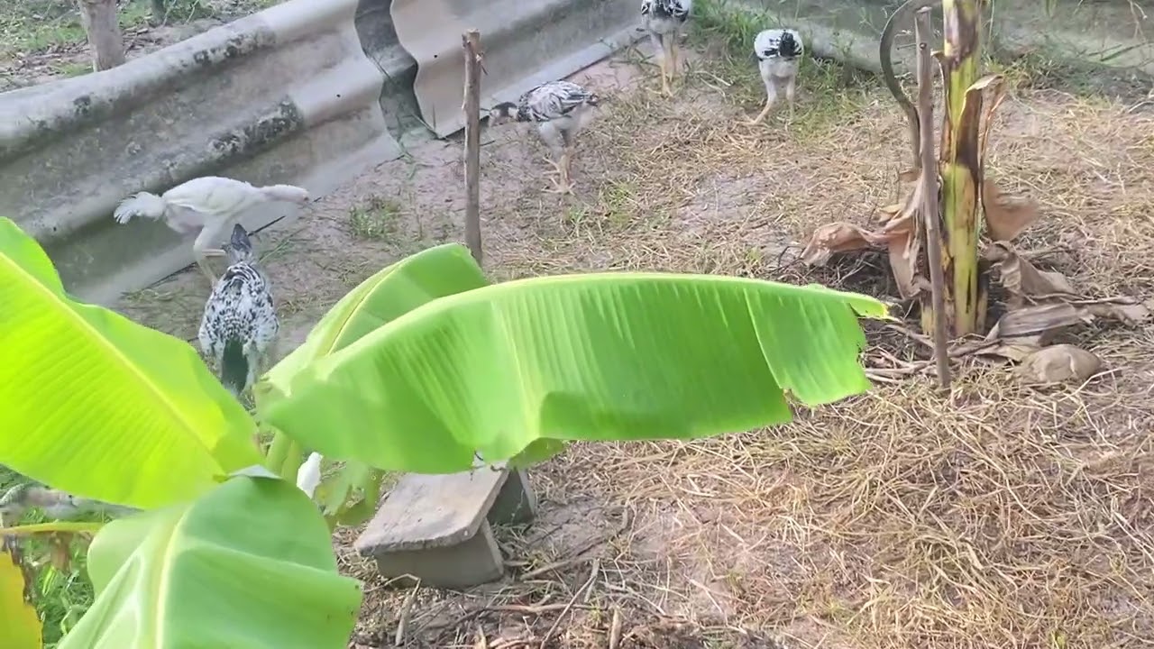 พาชมไก่ยักษ์บราซิลกฤติเดชฟาร์มหลายรุ่น ความโตแตกต่างกันตามวัย ตามช่วงอายุ