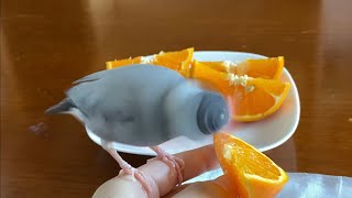 酸っぱいオレンジを食べた時の文鳥の反応  あずき　Java sparrow