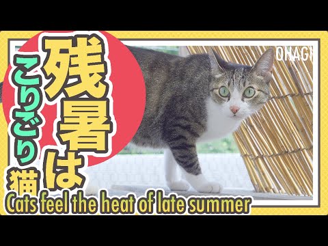 残暑はこりごり猫