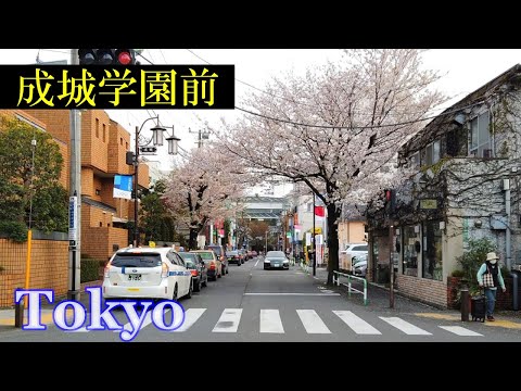 成城学園前・桜 Tokyo Walking 🌞 Seijogakuen-mae Cherry
