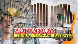 INI CERITAKU BELI KINOY OMBYOKAN| PERAWATAN BURUNG CUCAK KINOY SUPAYA CEPAT GACOR| MASTERAN KINOY