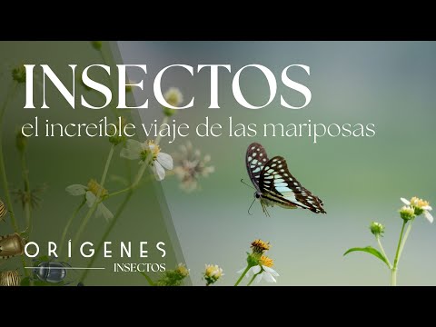 Documental: El increíble viaje de las mariposas | Pequeños Gigantes – Ep. 6 | ORÍGENES