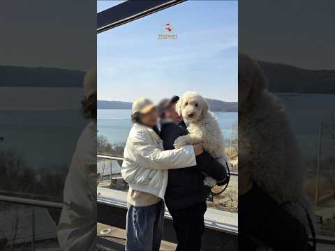 마이크로칩이 등록돼 있었지만 보호자는 연락을 받지 않았습니다. #견생역전_금화