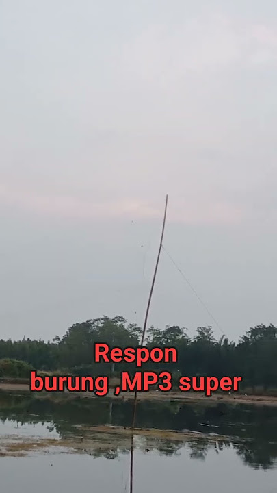 the sound of the grouse is proven to be clear, the bird's response #widereach #fypシ゚viral @Sorotan