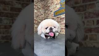 Doggy Daily Episode 439: Paddy the Pekingese 🐾 #pekingese #doggrooming