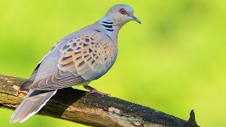 Turtle Dove bird in spring