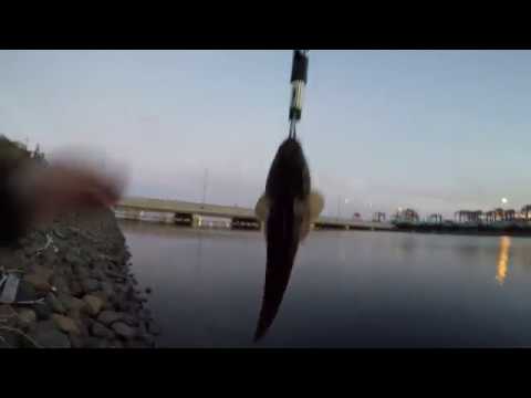 Botany Boat Ramp Flathead and bream at Botany Bay boat ramp, evening sesh - YouTube