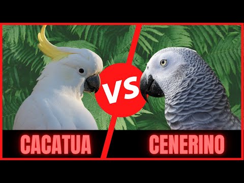 Video: Che Tipo Di Uccello è Un Cacatua?