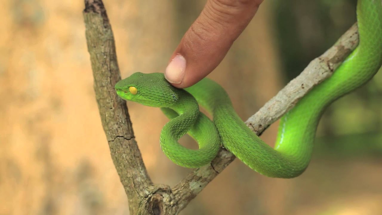 Green Pit Viper Youtube