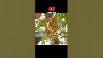 Wow! Japanese Maple Airlayer is ready to be removed!