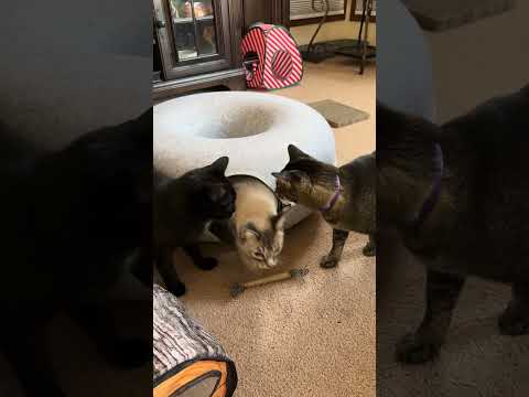 New Cattasaurus Toy - Cats Checking Out Their New Tunnel Toy