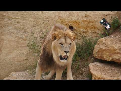 LE CRATERE DES CARNIVORES - LION-LIONNE DAFRIQUE - ZOO DE DOUE LA FONTAINE (Maine et Loire) France  @Maryka46