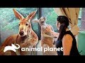 El amor entre cuidadores y animales | El zoológico del Bronx | Animal Planet