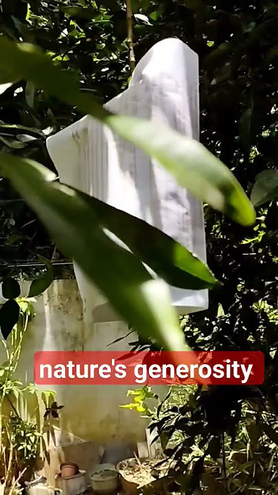 Timeless Witness to the Cycles of Growth|#nature #fruit #shorts