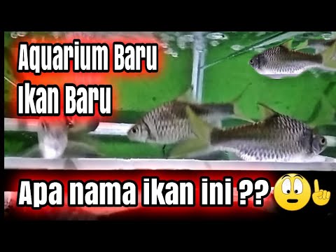 Mancing ikan  buat  Aquarium baru  Apa nama  ikan  ini di 