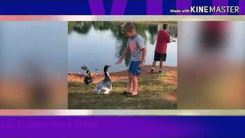 Custom AFV 1998 Intro (VIDEO FROM 2019)