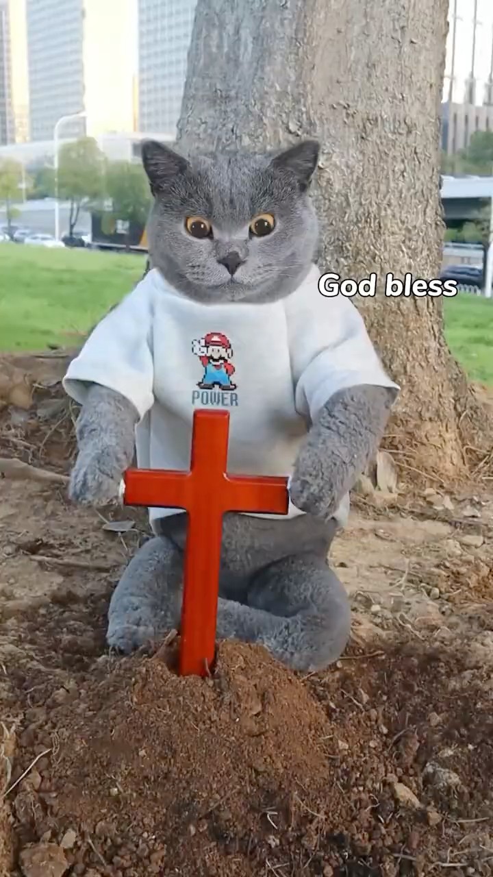 ?Let's Give The Poor Bird The Respect It Deserves!❤️? #catvideos #catmemes #trending