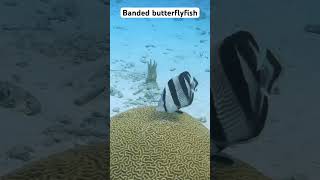 Banded Butterflyfish