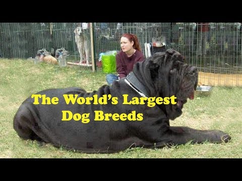 Top 10 BIGGEST