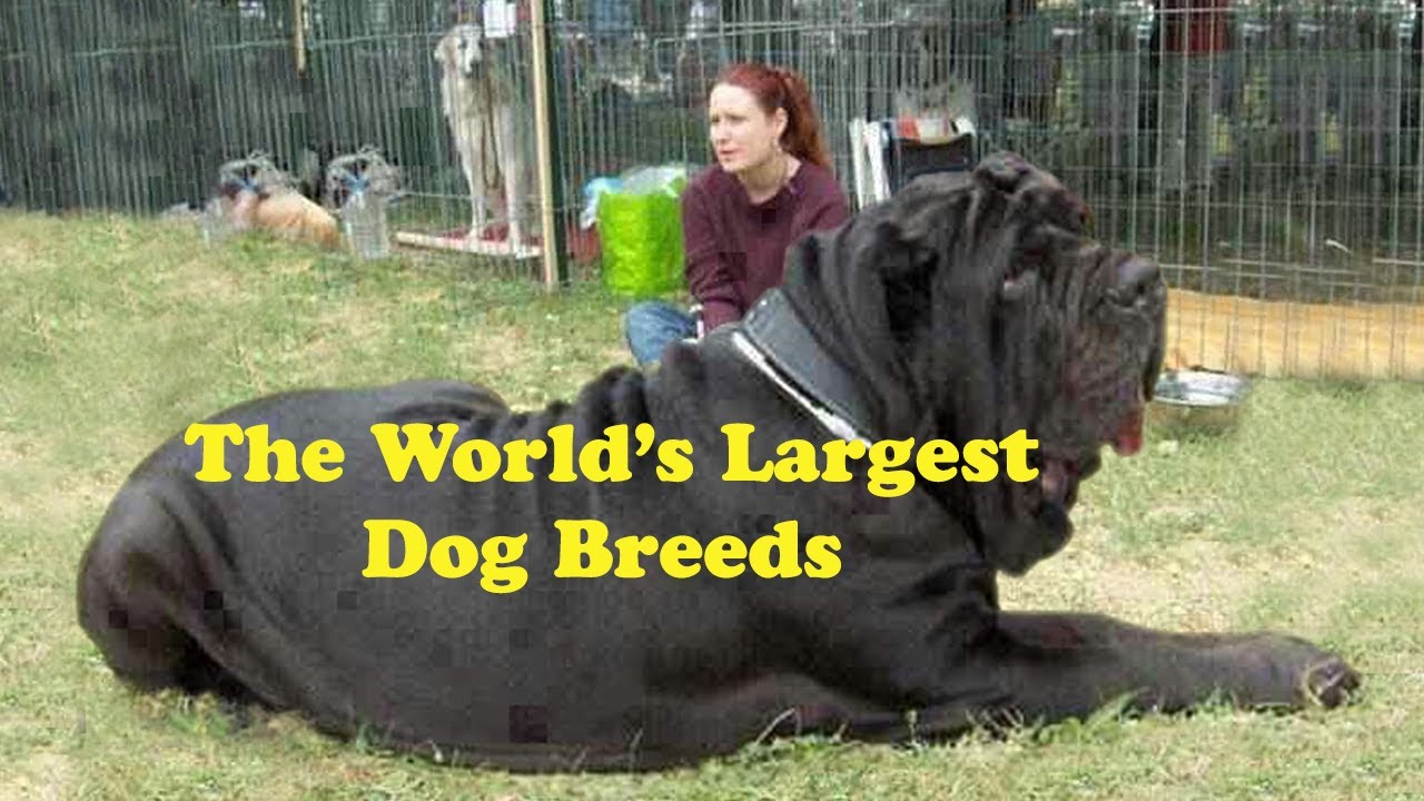 Largest Dogs Breeds In The World Top Ten Largest Dogs Breeds In The World Top Ten