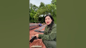 Mở rộng vuờn thêm 50 vạn cây bồ kết ghép phục vụ bà con #câybồkết #quảbồkết #xuhuongyoutube