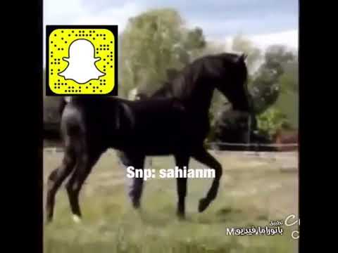 بعض العرب حبه يوردك الجنون قصايد خيل أجمل كلمات