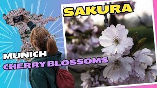 Cherry Blossoms in Munich | Kirschblüten im Olympiapark 2024