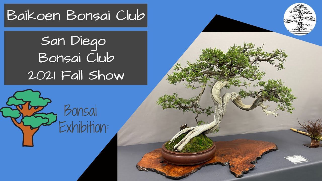 San Diego Bonsai Club 2021 Fall Show Baikoen Bonsai Club Safer