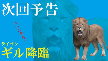 【日本平動物園】おうちDEMOどうぶつえん『次回予告、ライオン「ギル」降臨』