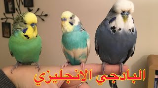 ?الفرق بين البادجي الانجليزي والبادجي الاسترالي ?