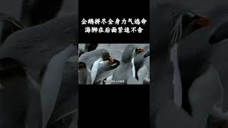 企鹅拼尽全身力气逃命，海狮在后面紧追不舍  #趣聞 #大陸 #动物科普