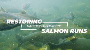 Restoring salmon runs: Hatchery operations in British Columbia