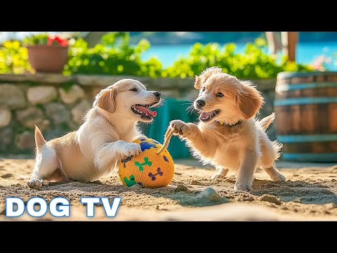 12 Hours Of Dog Calming Music Anti Separation Anxiety Relief Music Sleep Dog Healing Dog Tv