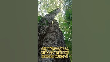 CÂY RỪNG ĐỘC LẠ HIẾM CÓ TRÊN TÂY NGUYÊN HÙNG VĨ.