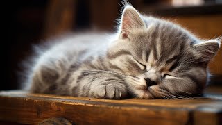 Calming Music for Anxious Cats: Soothing Sounds for Deep Relaxation and Sleep