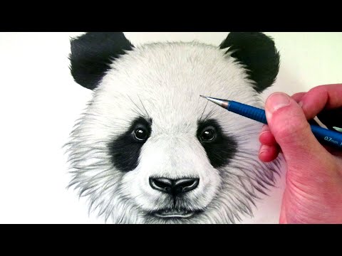 Afbeelding Pandabeer Tekening: Discover the Cutest Drawing of a Panda Bear!