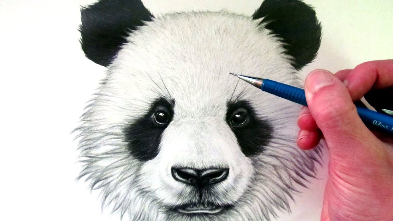 How to Draw a Panda Bear - YouTube