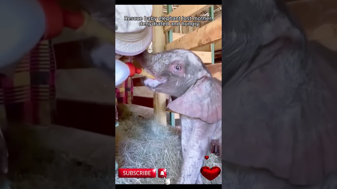 Rescuing A Baby Elephant After Its Mother S Tragic Loss