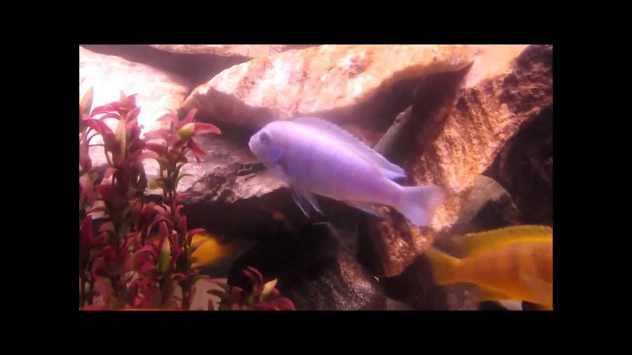 african cichlid breeding behavior 75 Gallon African Cichlid Tank