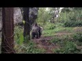 Animal Kingdom - Gorilla Fight