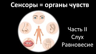 23. Сенсоры часть II (8 класс) - биология, подготовка к ЕГЭ и ОГЭ 2022